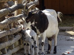 Tiergarten Schönbrunn am 23.03.2023